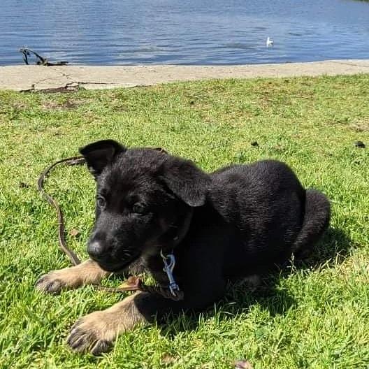 german shepherd puppy