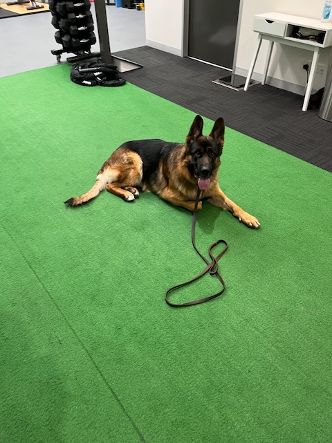 Calm German Shepherd