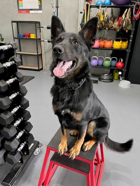 German Shepherd Training and obedience at Altona North Training Centre